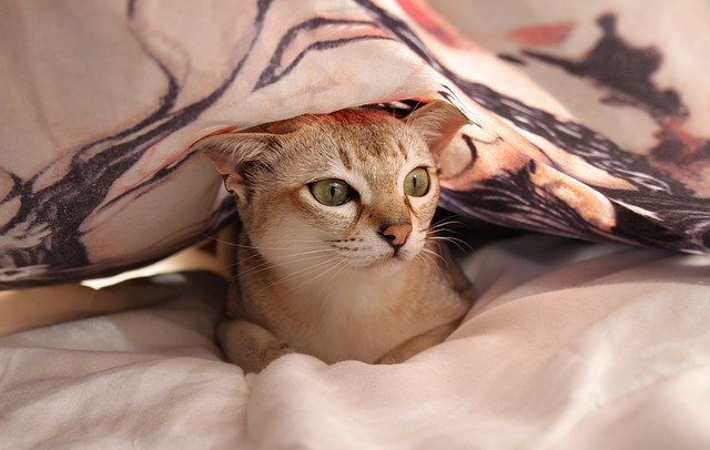 Mačka zakrytá dekou leží na matraci v posteli.jpg